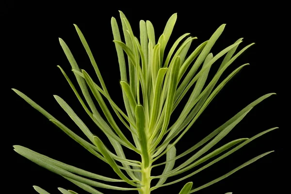 사이프러스 Euphorbia Cyparissias Vegetative Shoot Detail Closeup — 스톡 사진