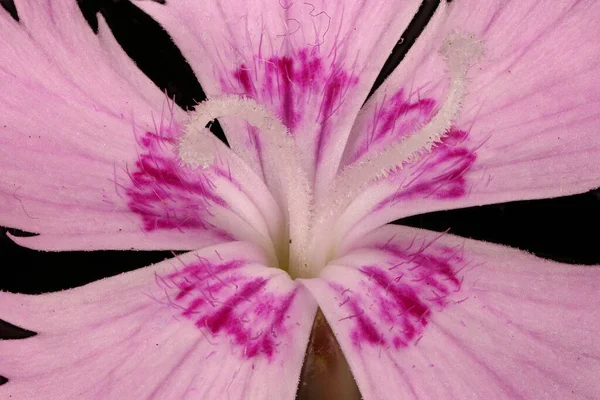 Rosa Giardino Dianthus Plumarius Pistillo Stamens Primo Piano — Foto Stock