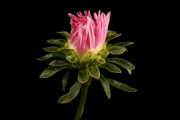 Kínai Aster Callistephus Chinensis Fiatal Capitulum Closeup — Stock Fotó