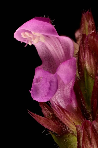 Großblütige Selbstheilung Prunella Grandiflora Blume Nahaufnahme — Stockfoto