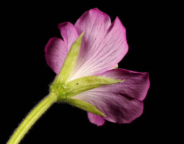 Great Willowherb Epilobium Hirsutum Flower Closeup — Stock Photo, Image