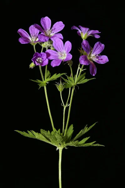 Wood Crane Apos Bill Geranium Sylvaticum Blomstã Llning Närbild — Stockfoto