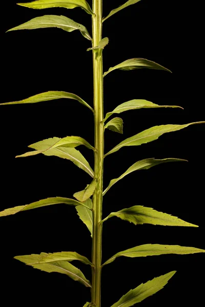 Sneezeweed Helenium Autumnale Stem Leaves Closeup — Stock Photo, Image