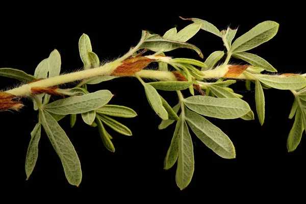 Куст Cinquefoil Dasiphora Fruticosa Стебель Листья Крупным Планом — стоковое фото