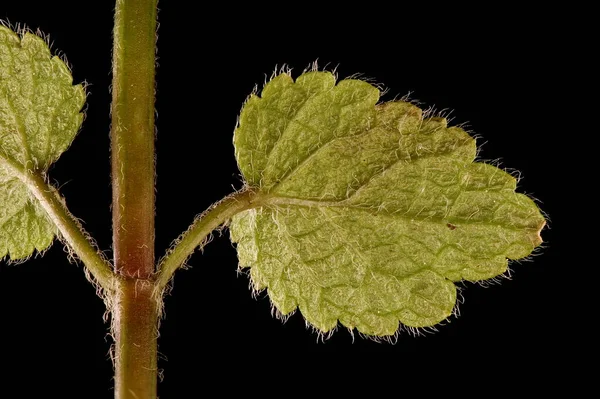 Archanioł Żółty Lamium Galeobdolon Zbliżenie Liści — Zdjęcie stockowe