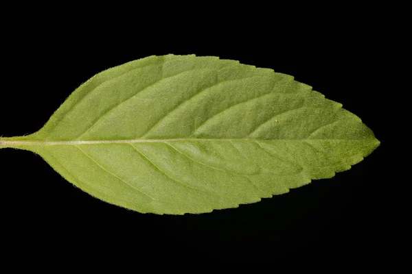 Corn Mint Mentha Arvensis Leaf Closeup — Stock Photo, Image