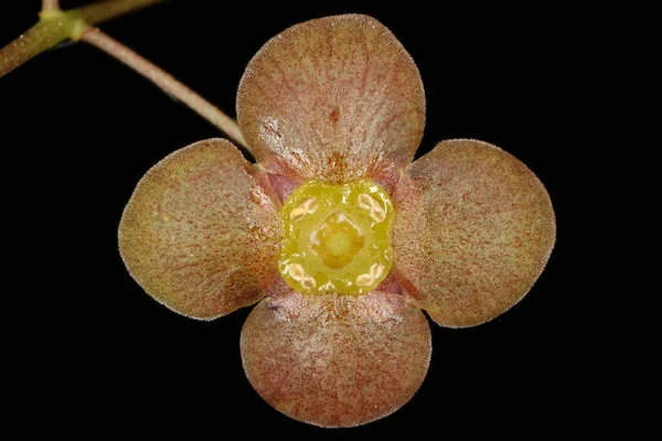 Husillo Deformado Euonymus Verrucosus Primer Plano Flor — Foto de Stock