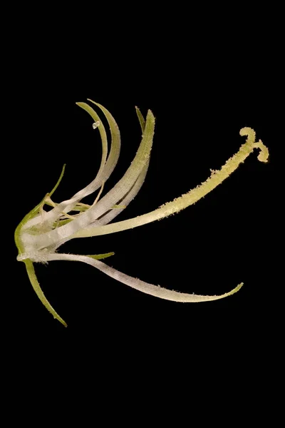 Spiked Rampion (Phyteuma spicatum). Flower Closeup