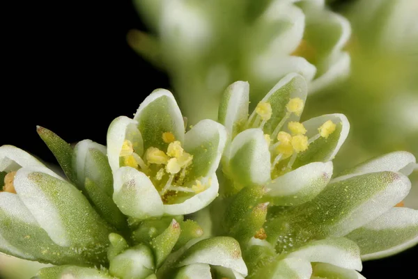 Ebedi Knawel (Scleranthus perennis). Çiçekler yakın plan