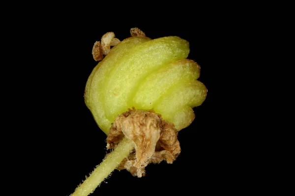 Meadowsweet Filipendula Ulmaria Closeup Frutas — Fotografia de Stock