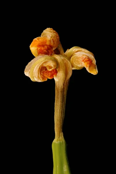 Желтая Ирис Iris Pseudacorus Молодой Фруктовый Крупный План — стоковое фото