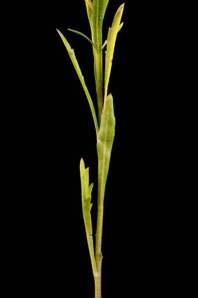 Dense Flowered Pepperwort Lepidium Densiflorum Stem Leaves Closeup — Stock Photo, Image