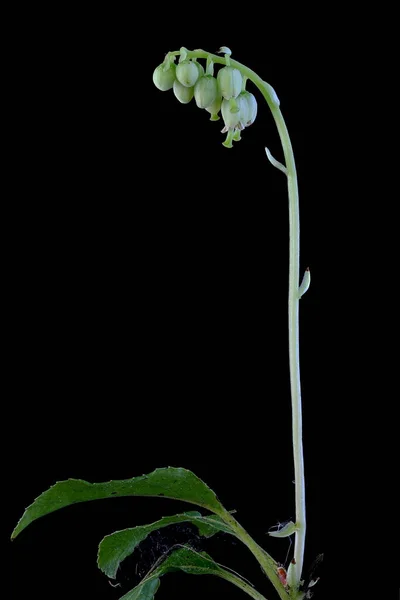 Fogazott Wintergreen Orthilia Secunda Szokás — Stock Fotó