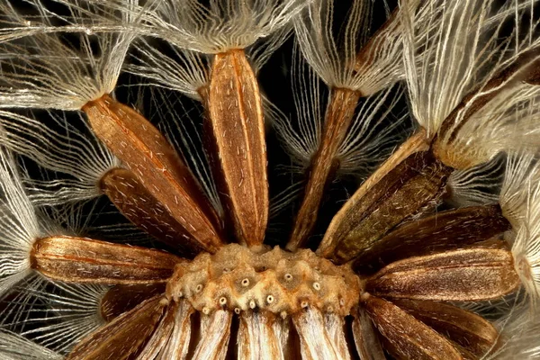 Zmatený Michaelmas Daisy Symphyotrichum Novi Belgii Achenes Closeup — Stock fotografie