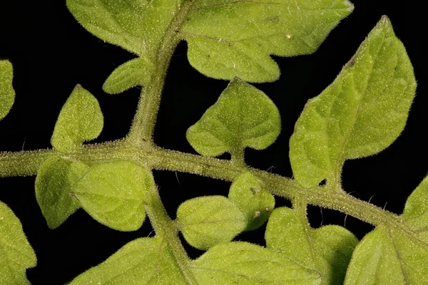 Tomato (Lycopersicon esculentum). Leaf Detail Closeup