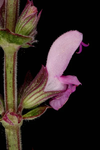 Clary Des Balkans Salvia Nemorosa Fleur Gros Plan — Photo