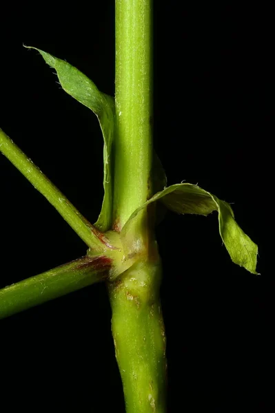 Дикая Лакрица Astragalus Glycyphyllos Стипулевое Отступление — стоковое фото