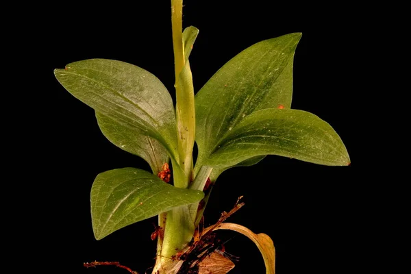 Plíživý Lady Pos Tresses Goodyera Repens Basal Leaf Rosette Closeup — Stock fotografie