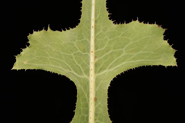 Prickly Lettuce Lactuca Serriola Leaf Detail Closeup — Stock Photo, Image