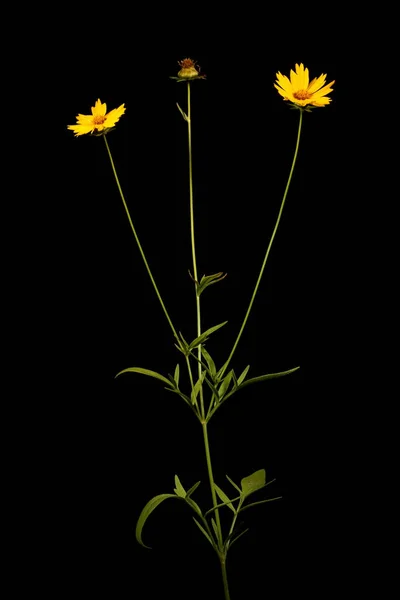 大型花序种子 Coreopsis Grandiflora — 图库照片