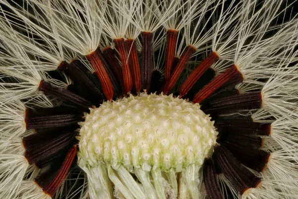 小鼠耳朵Hawkweed Pilosella Officinarum Receptacle和Achenes Closeup — 图库照片