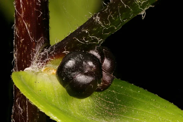 Kaplan zambağı (Lilium lancifolium). Bulbil Kapanışı