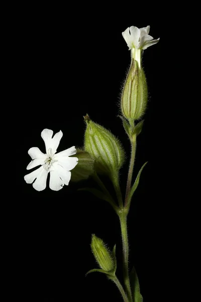 White Campion Silene Latifolia Female Inflorescence Closeup — Stock Photo, Image