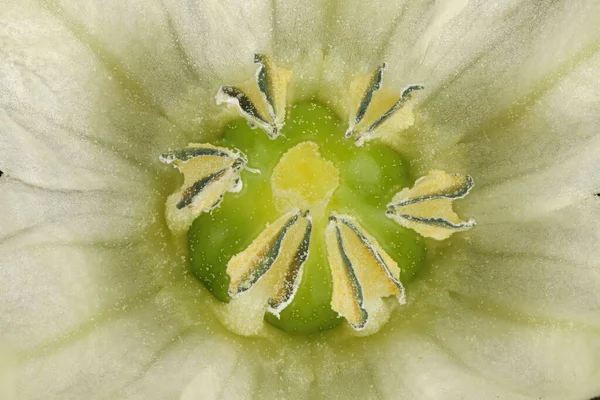 Pimenta Doce Capsicum Annuum Pistil Stamens Closeup — Fotografia de Stock