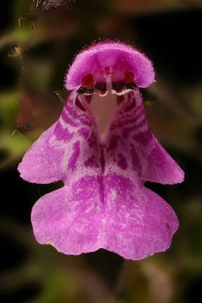 Marsh Woundwort Stachys Palustris Primer Plano Flor — Foto de Stock