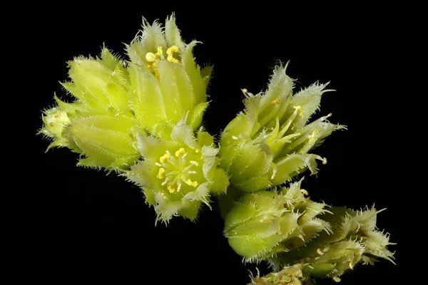 Rolling Hen Chicks Jovibarba Globifera Inflorescence Detail Closeup — Stock Photo, Image