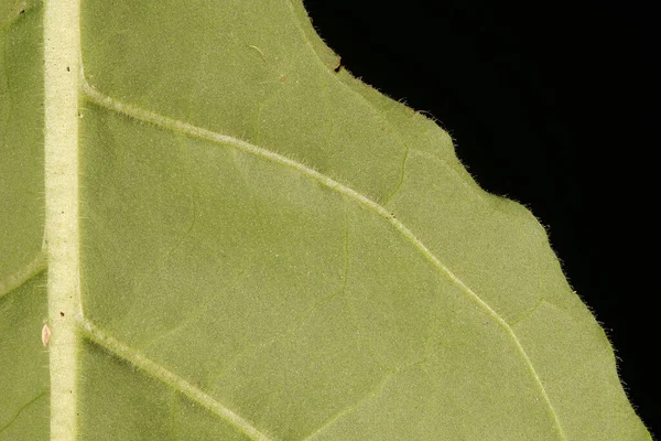 Sweet Tobacco Nicotiana Alata Leaf Detail Closeup — Stock Photo, Image
