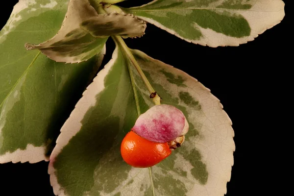 Wrzeciono Fortuny Euonymus Fortunei Zbliżenie Owoców — Zdjęcie stockowe