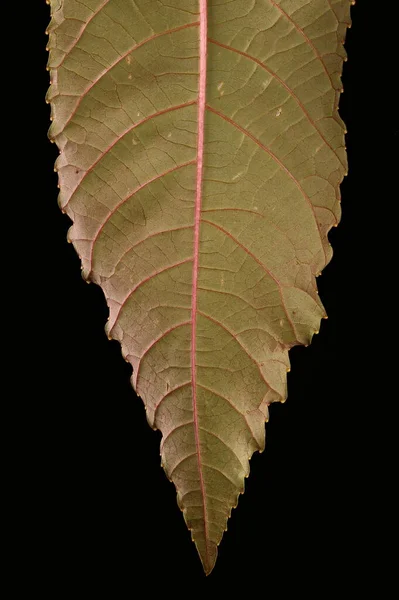 Castor Oil Santrali Ricinus Communis Yaprak Ayrıntısı Kapatma — Stok fotoğraf