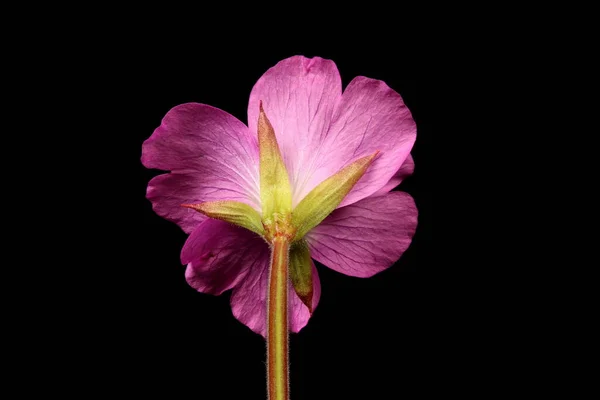 Great Willowherb Epilobium Hirsutum Primer Plano Flor —  Fotos de Stock