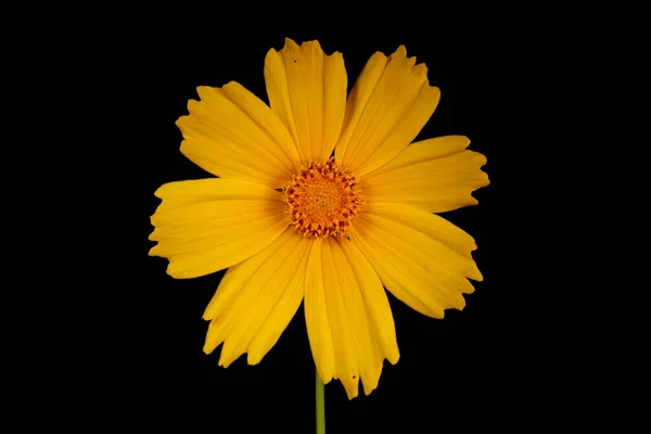 Semi Biglietto Fiore Grande Coreopsis Grandiflora Campidoglio Fiorito Primo Piano — Foto Stock