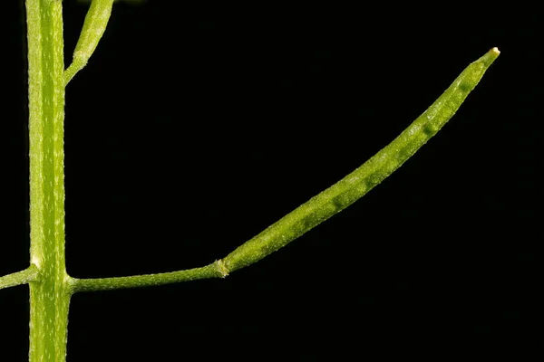 Treacle Mustard Erysimum Cheiranthoides Genç Meyve Kapanışı — Stok fotoğraf