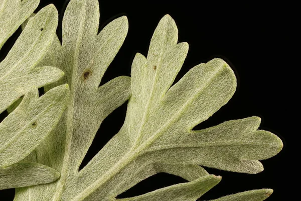 Wormwood (Artemisia absinthium). Leaf Detail Closeup