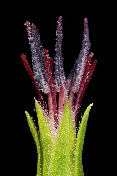 Crimson Flax Linum Grandiflorum Pistil Stamens Closeup — Stock Photo, Image