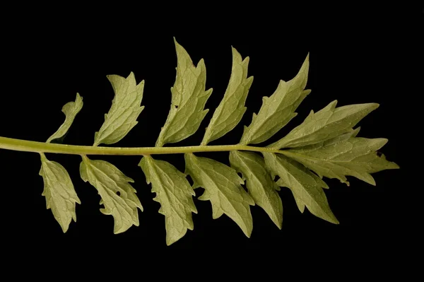 Gewöhnlicher Baldrian Valeriana Officinalis Blatt Nahaufnahme — Stockfoto