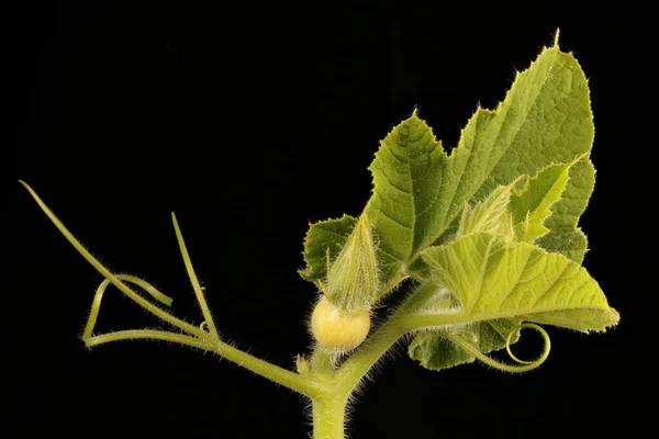 Citrouille Cucurbita Maxima Jeune Femelle Fleur Gros Plan — Photo