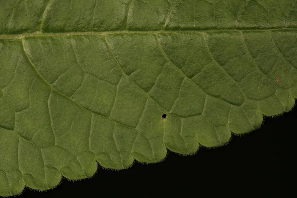 Betony Stachys Officinalis Detalhe Folha Fechar — Fotografia de Stock