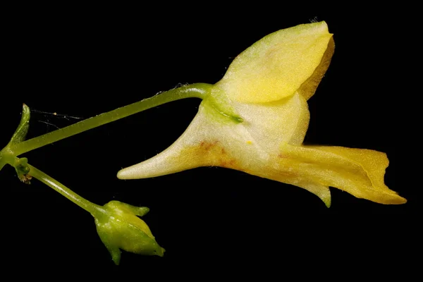 Piccolo Balsamo Impatiens Parviflora Primo Piano Fiore — Foto Stock