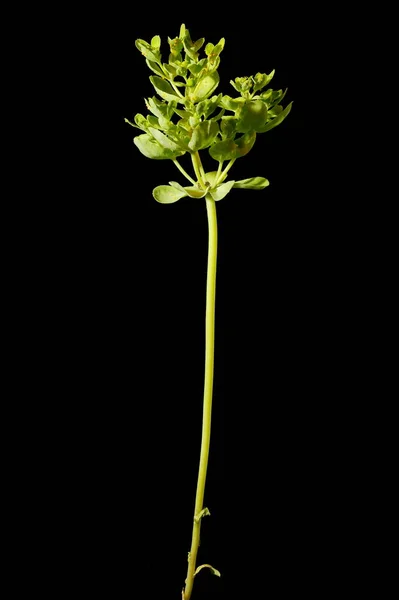 Sun Spurge Euphorbia Helioscopia Abitudine — Foto Stock