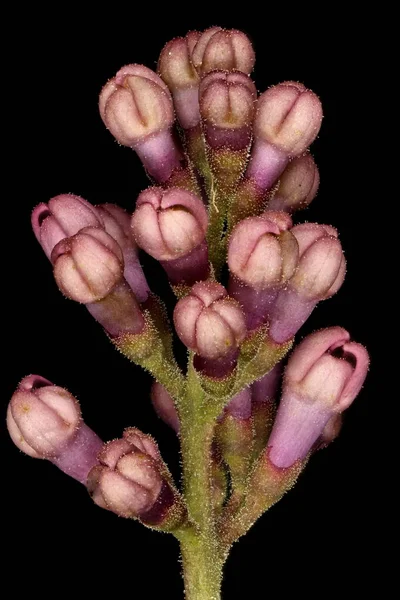 Lilás Syringa Vulgaris Buds Florais Closeup — Fotografia de Stock