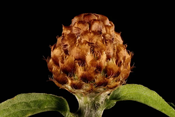 Brown Knapweed Centaurea Jacea Joven Capitulum Primer Plano — Foto de Stock