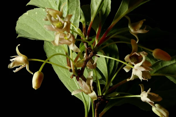 Magnolia Vine Schisandra Chinensis Kwiatostan Zbliżenie — Zdjęcie stockowe