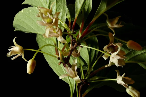 매그놀리아 Schisandra Chinensis 폐쇄적 — 스톡 사진