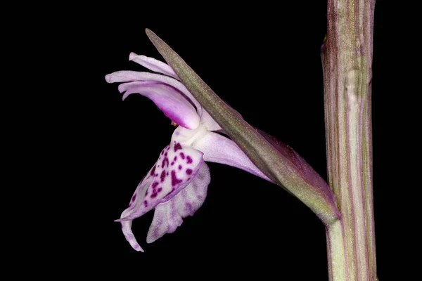 Common Spotted Orchid (Dactylorhiza fuchsii). Flower Closeup