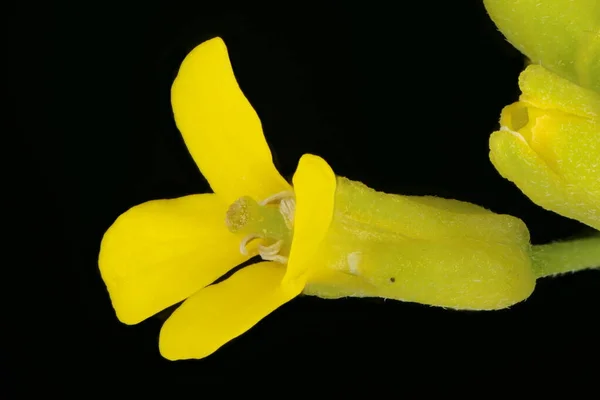 Senap Erysimum Cheiranthoides Blomma Närbild — Stockfoto