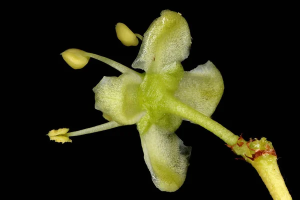 Fortune Apos Spindle Euonymus Fortunei Blomma Närbild — Stockfoto